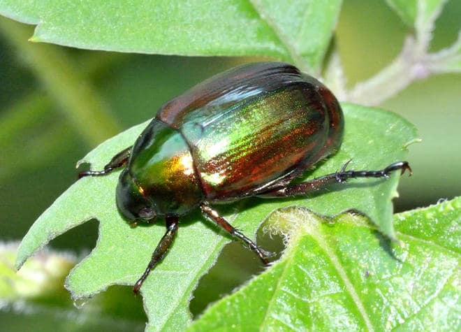 昆虫図鑑・ヒメコガネ